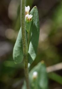 Thlaspi perfoliatum