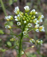 Thlaspi alliaceum