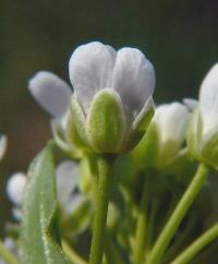 Thlaspi arvense Thlaspi arvense