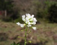 Thlaspi stenopterum