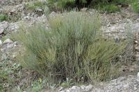 Ephedra fragilis subsp fragilis