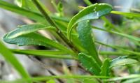 Iberis amara subsp. amara