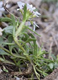 Iberis carnosa