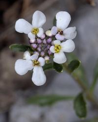 Iberis carnosa