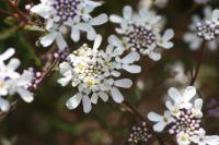 Iberis ciliata subsp ciliata