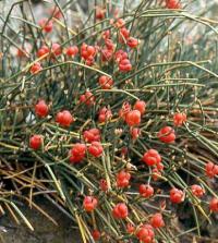 Ephedra distachya subsp distachya