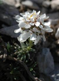 Iberis saxatilis subsp. saxatilis