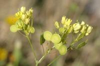 Biscutella laevigata