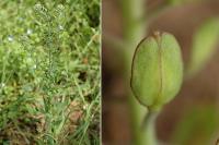 Lepidium campestre