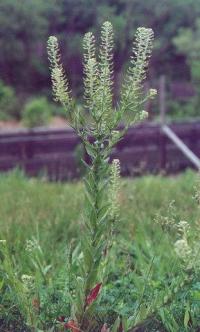 Lepidium campestre