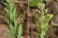 Lepidium campestre Lepidium campestre