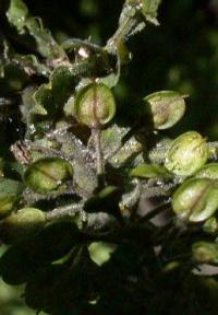 Lepidium heterophyllum