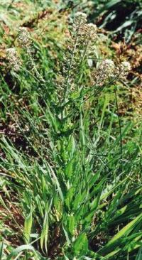 Lepidium heterophyllum