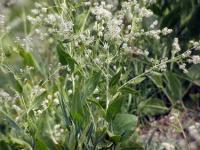 Lepidium latifolium