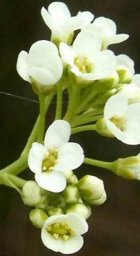 Lepidium latifolium