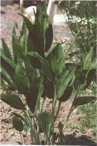 Lepidium latifolium