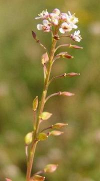 Lepidium graminifolium