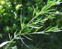 Lepidium graminifolium