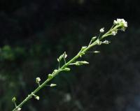 Lepidium graminifolium