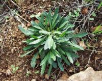 Lepidium graminifolium