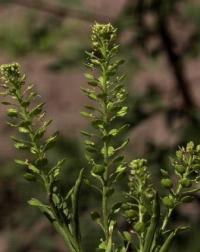 Lepidium ruderale