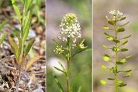 Lepidium virginicum