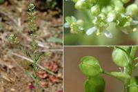 Lepidium virginicum