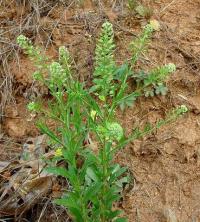 Lepidium virginicum