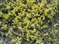 Ephedra distachya subsp distachya