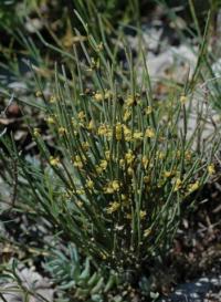 Ephedra nebrodensis subsp nebrodensis