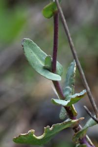 Moricandia arvensis