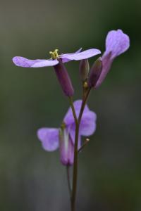 Moricandia arvensis