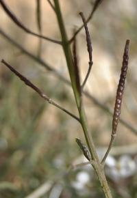 Diplotaxis erucoides subsp. erucoides