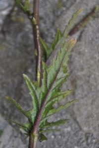 Diplotaxis erucoides subsp. erucoides