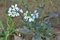 Diplotaxis erucoides subsp. erucoides