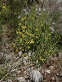 Ephedra nebrodensis subsp nebrodensis