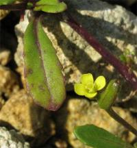 Diplotaxis viminea