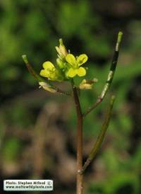 Diplotaxis viminea