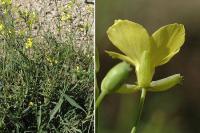 Diplotaxis tenuifolia