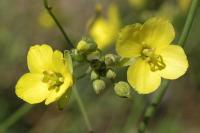 Diplotaxis tenuifolia