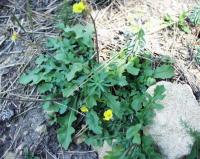 Diplotaxis tenuifolia Diplotaxis tenuifolia
