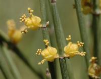 Ephedra nebrodensis subsp nebrodensis