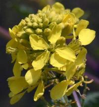 Brassica nigra