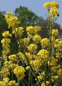 Brassica nigra