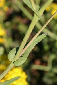 Brassica rapa