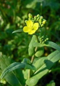 Brassica rapa