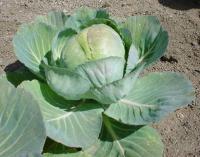 Brassica oleracea