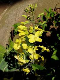 Brassica oleracea