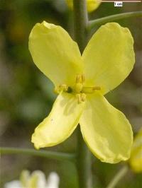 Brassica oleracea