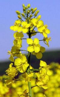 Brassica napus